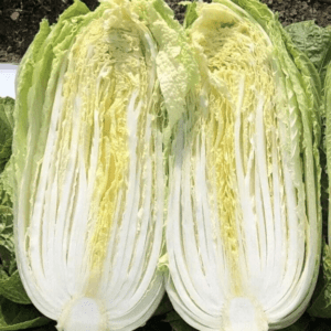 Fresh Napa cabbage cut in half showing its crisp, pale yellow and green leaves.